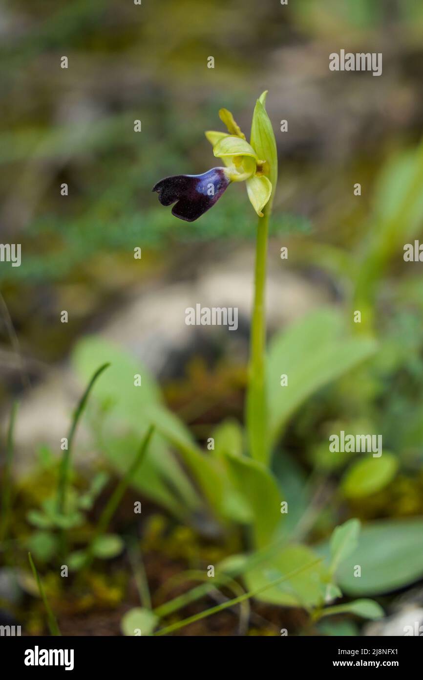 Ophrys atlantica, orchidea selvatica della regione mediterranea, Andalusia, Spagna. Foto Stock