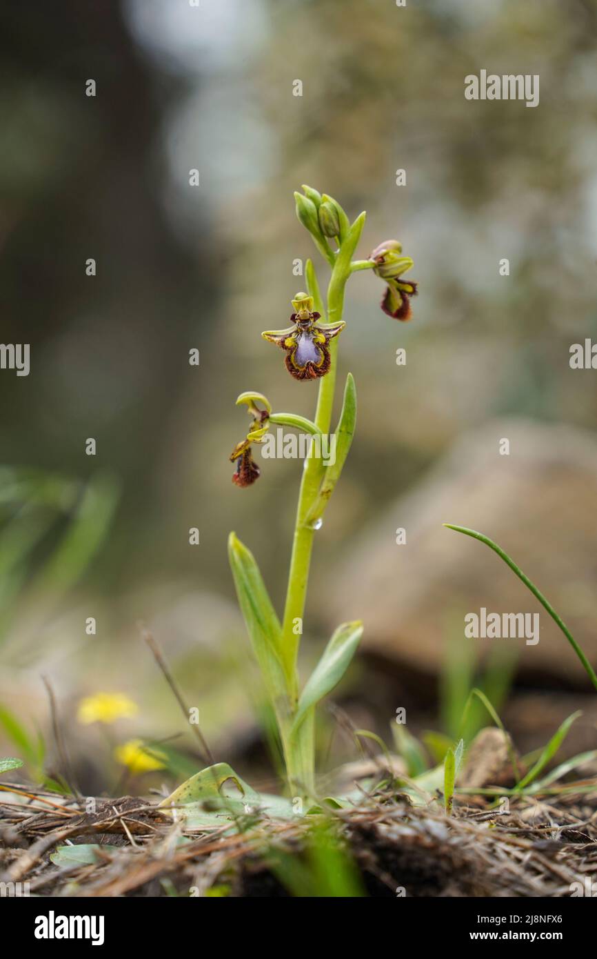Orchid specchio, speculum di Ophrys, fioritura in primavera, Andalusia, Spagna meridionale. Foto Stock