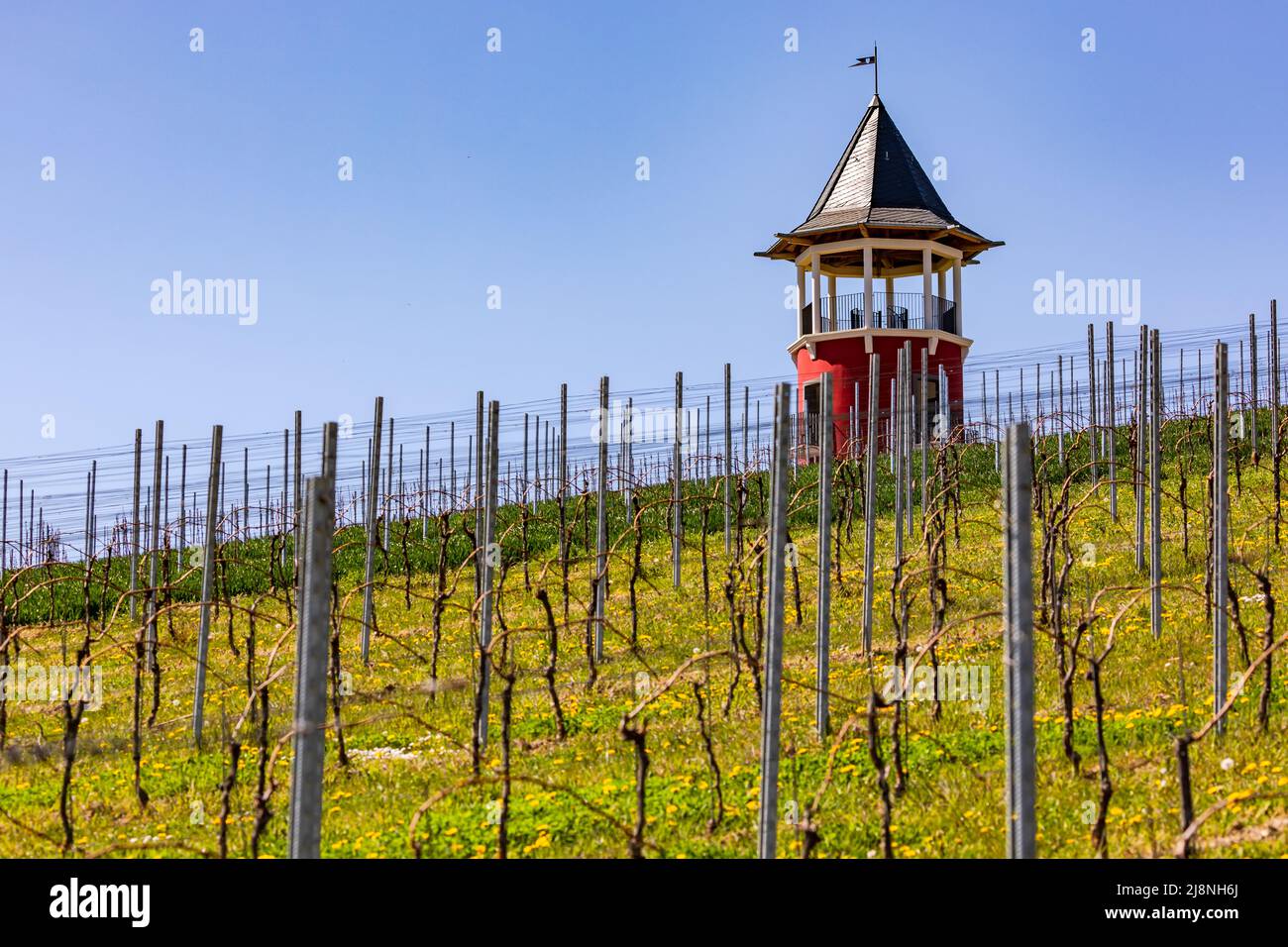 Il Burgunderturm circolare è una torre di osservazione circondata da vigneti in Renania-Palatinato Foto Stock