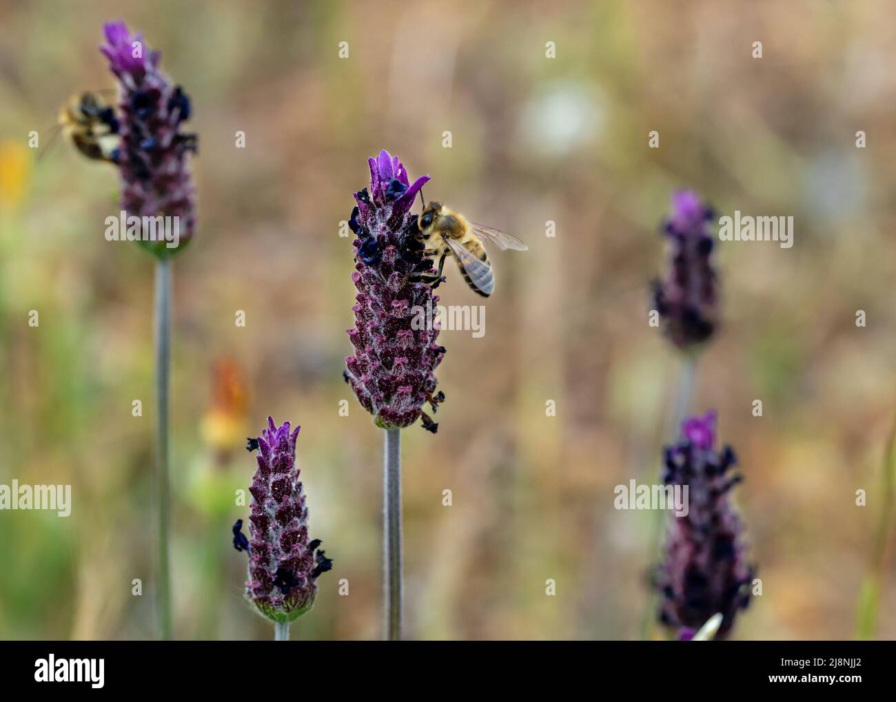 Condita o spagnola lavanda e ape miele in primavera impollinazione. Concetto di equilibrio ecologico e agricoltura. Messa a fuoco selettiva. Foto Stock