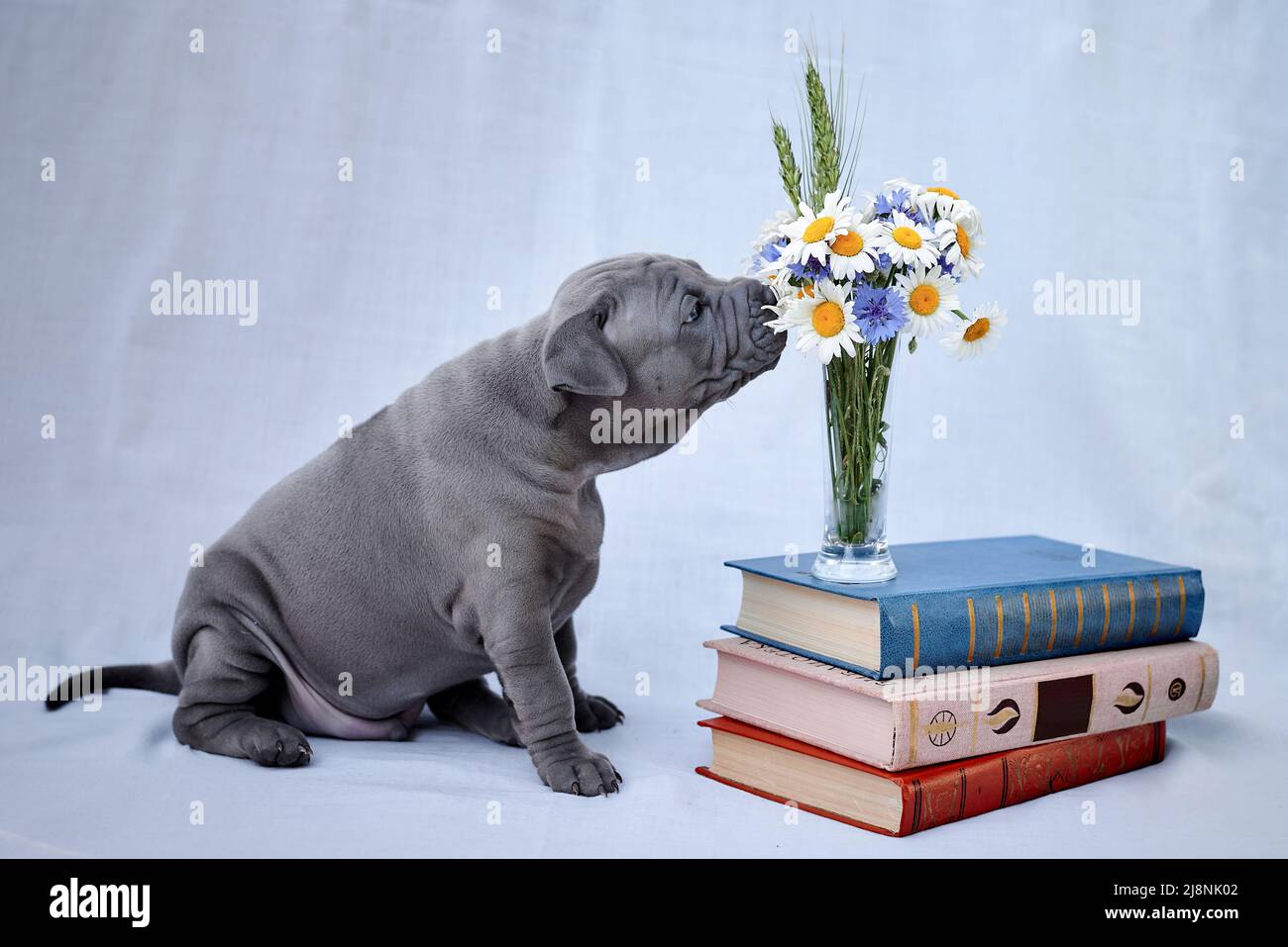 Thai Ridgeback Puppy Sniffs Fiori Foto Stock