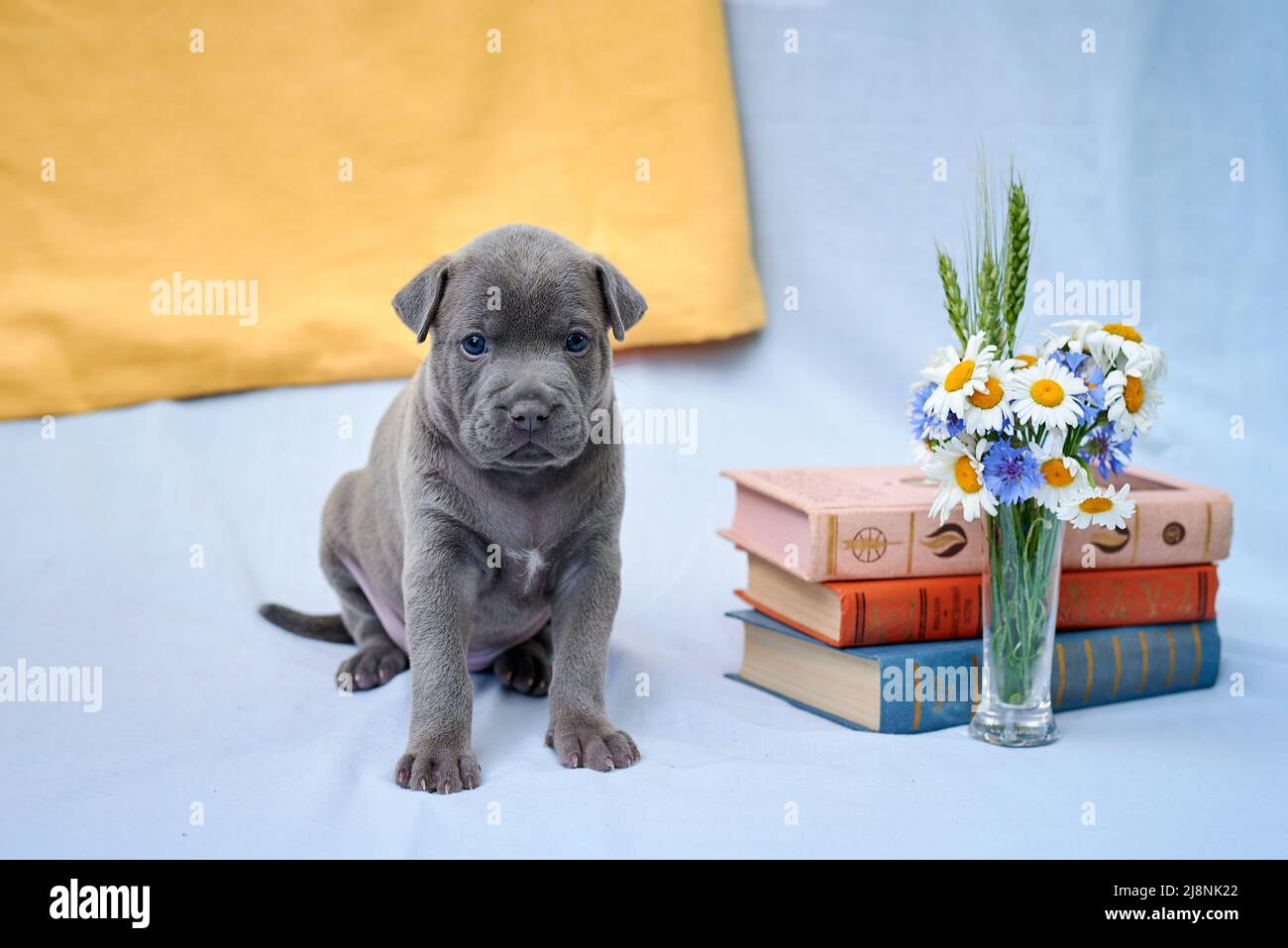 carino cucciolo di ridgeback thailandese si siede su uno sfondo blu vicino a un libro e un fiore Foto Stock