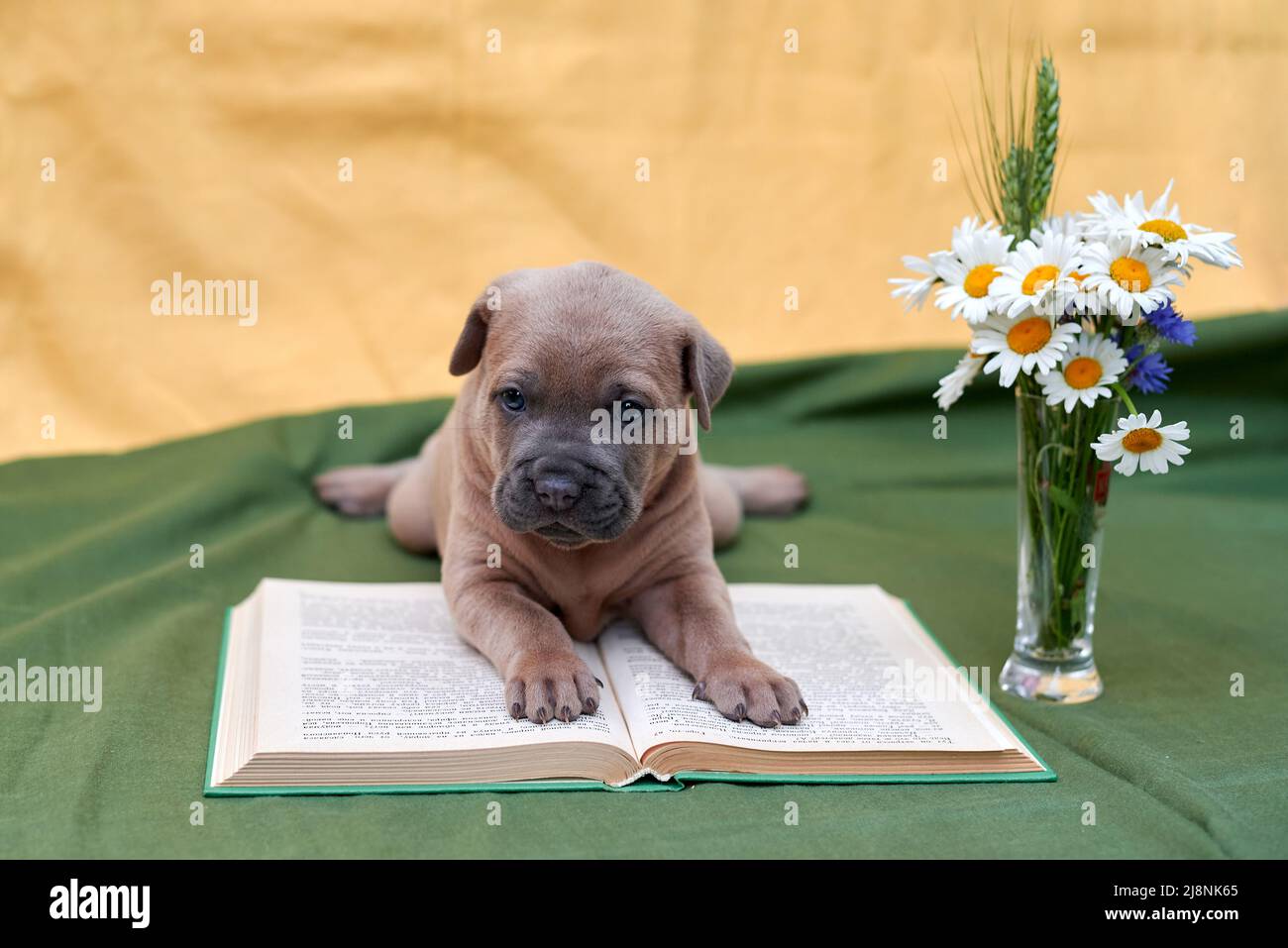 carino cucciolo di ridgeback thailandese si trova su un libro Foto Stock