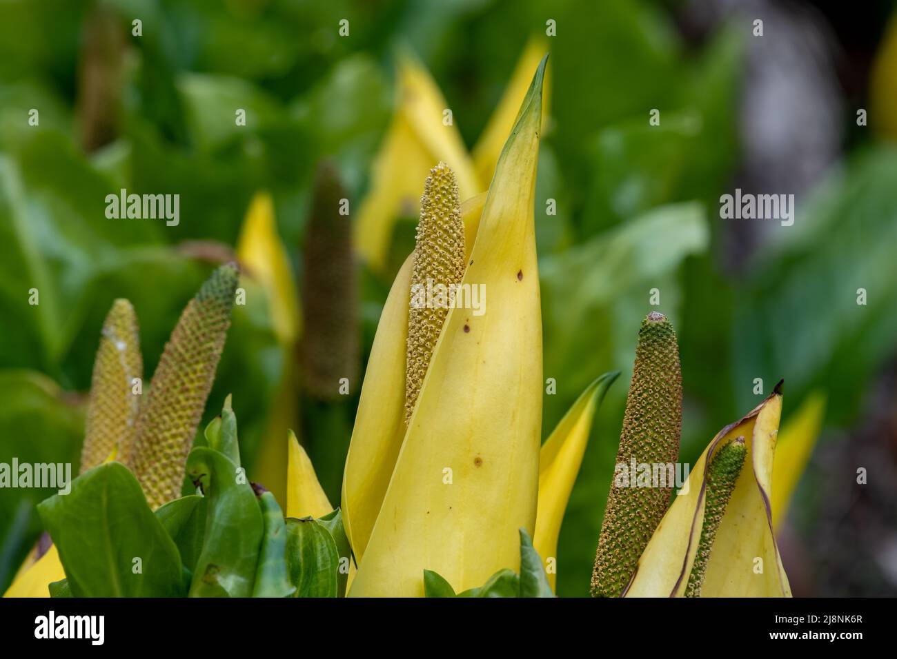 Primo piano di cavolo giallo skunk (lisichiton americanus) piante in fiore Foto Stock