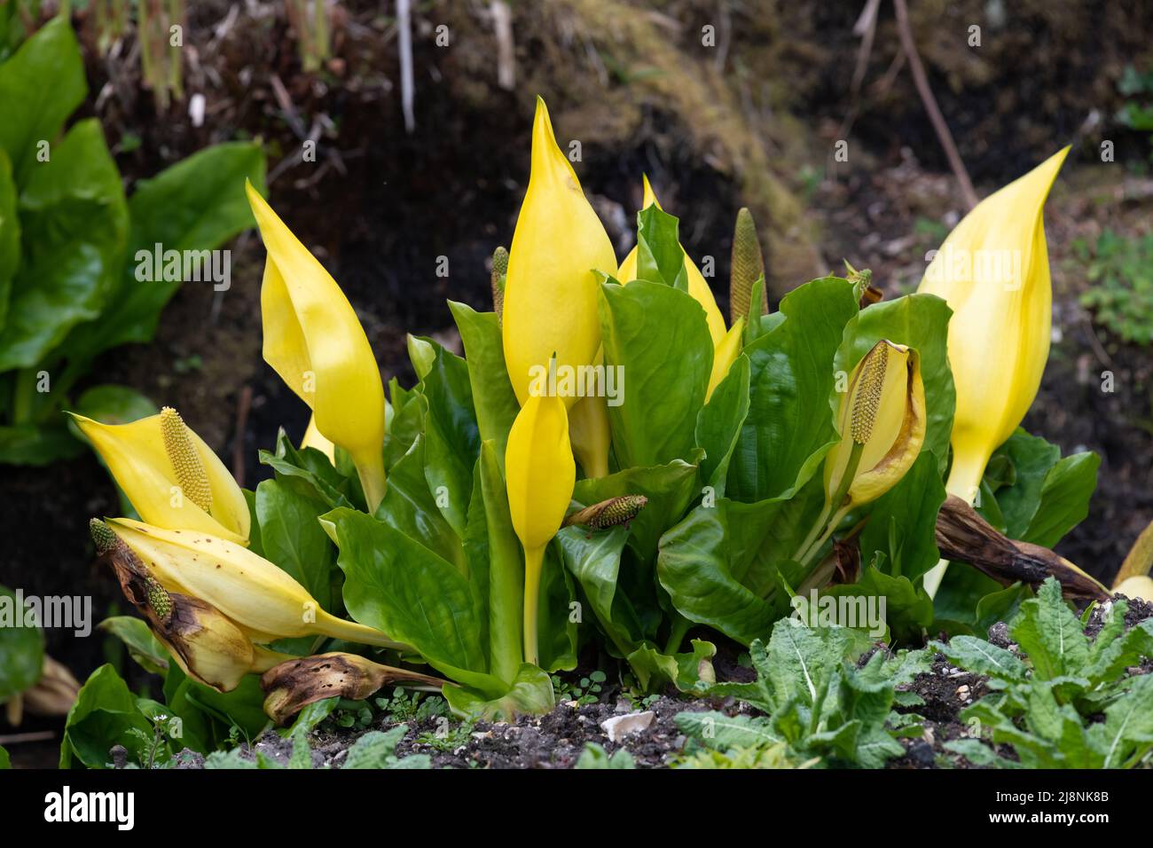 Primo piano di piante di cavolo occidentale skunk (lisichiton americanus) in fiore Foto Stock
