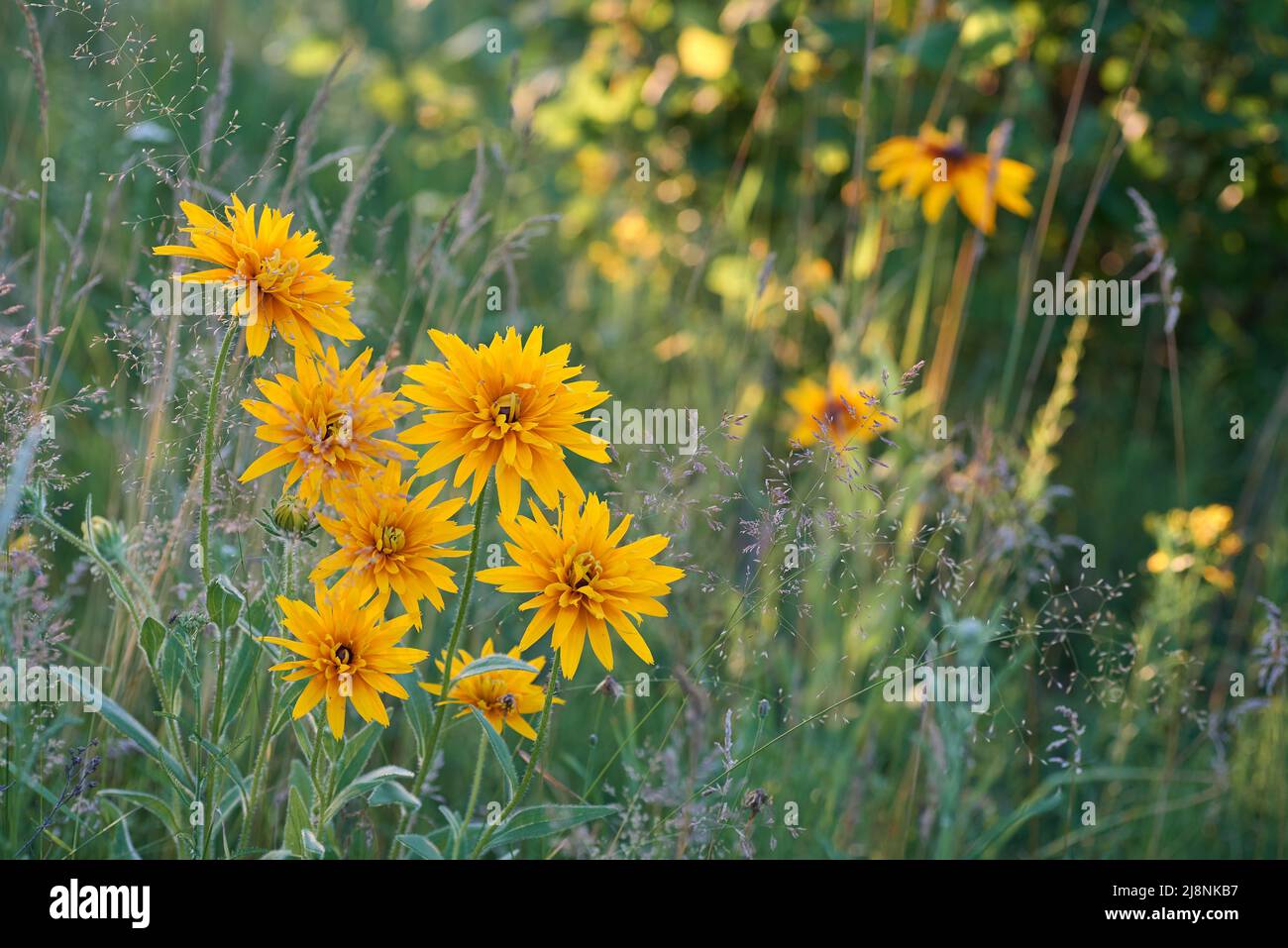 bouquet di rudbeckias giallo nel prato Foto Stock