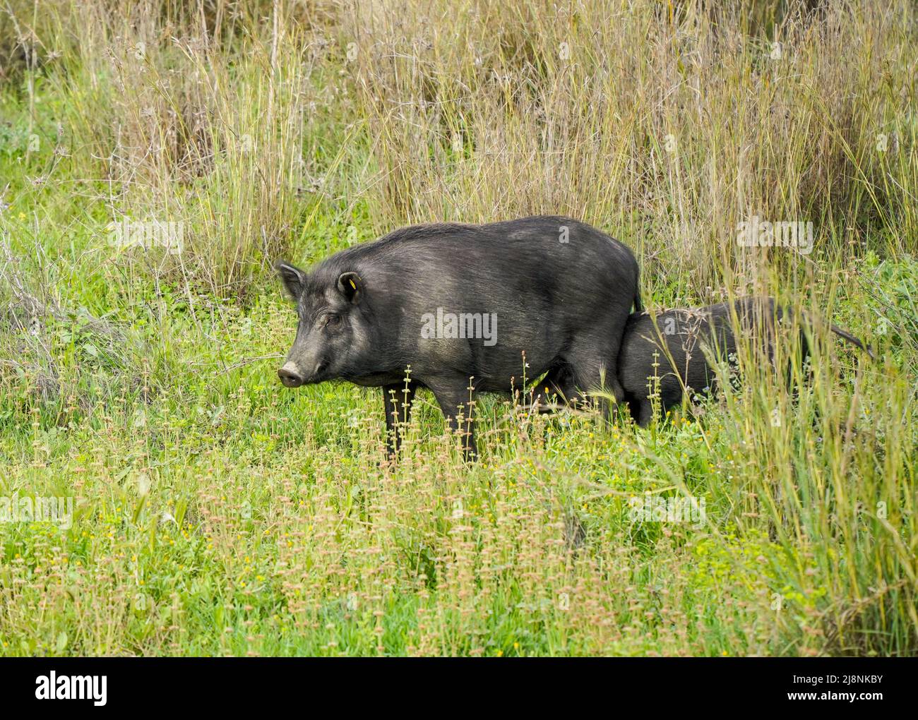 Ibridi di cinghiale, ibridi di Pig che vagano intorno ad un'urbanizzazione in Spagna. Foto Stock