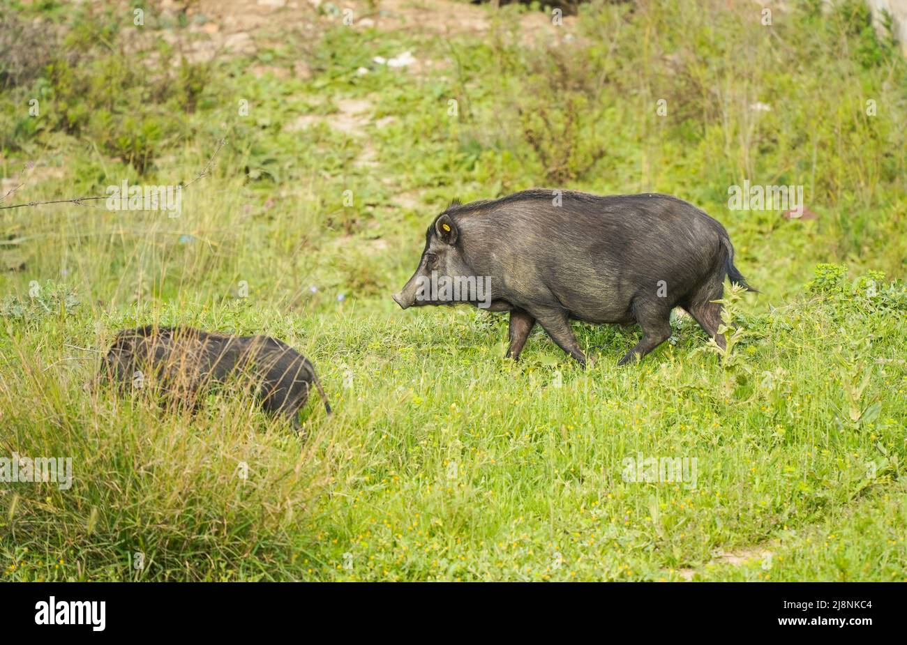 Ibridi di cinghiale, ibridi di Pig che vagano intorno ad un'urbanizzazione in Spagna. Foto Stock
