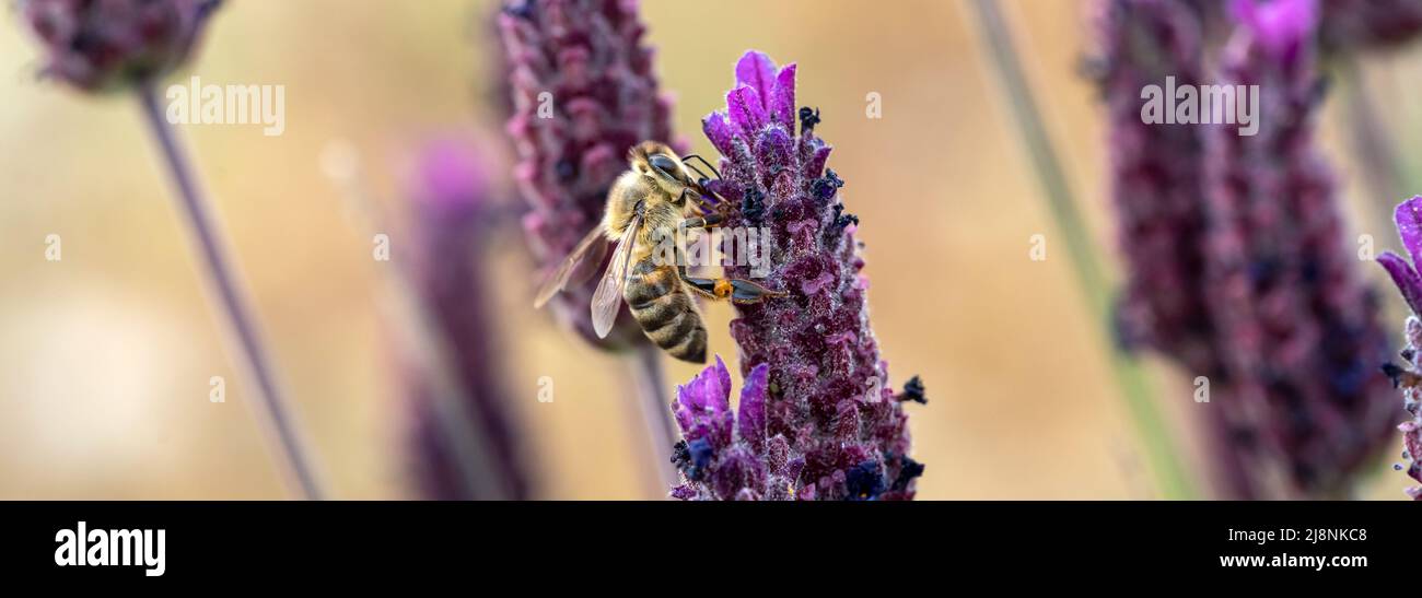Macro foto di ape miele raccolta polline sulla lavanda sormontata o spagnola. Concetto di equilibrio ecologico e agricoltura. Foto Stock