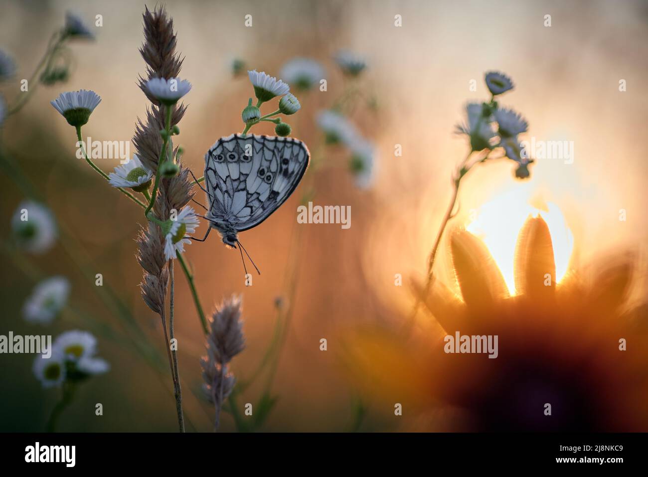 farfalla melanargia galatea su fiore bianco alla luce della sera Foto Stock