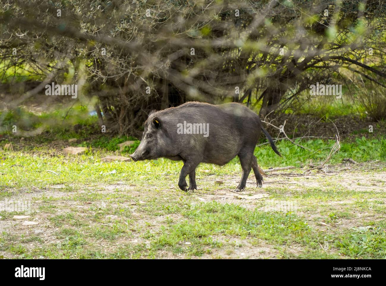 Ibridi di cinghiale, ibridi di Pig che vagano intorno ad un'urbanizzazione in Spagna. Foto Stock