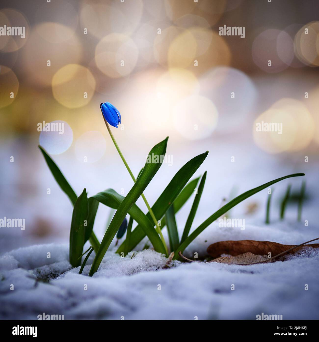 neve blu primavera nella neve Foto Stock