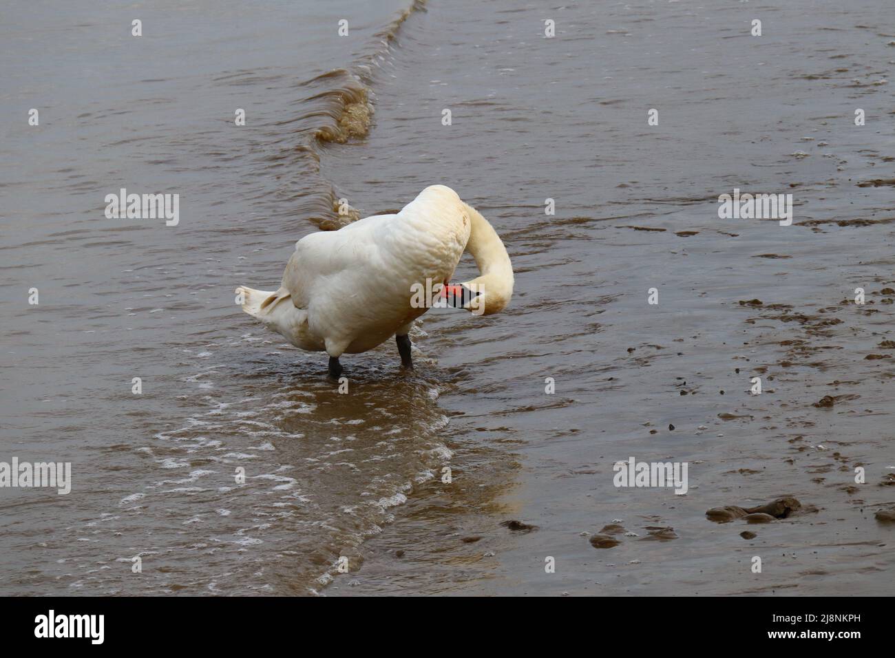 I cigni scamparono Foto Stock