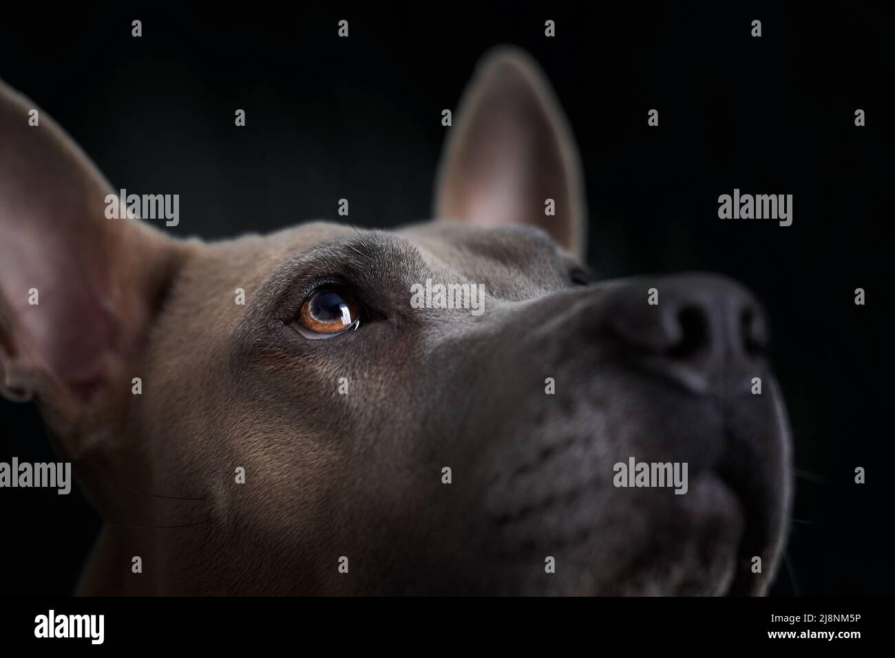 Ridgeback tailandese guarda via Foto Stock