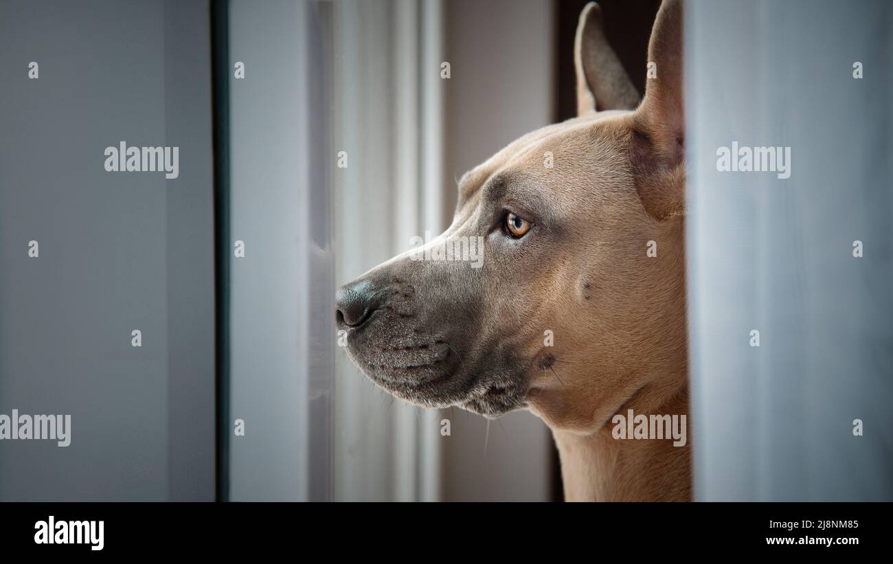 Dog Thai Ridgeback guardando la finestra e l'attesa Foto Stock