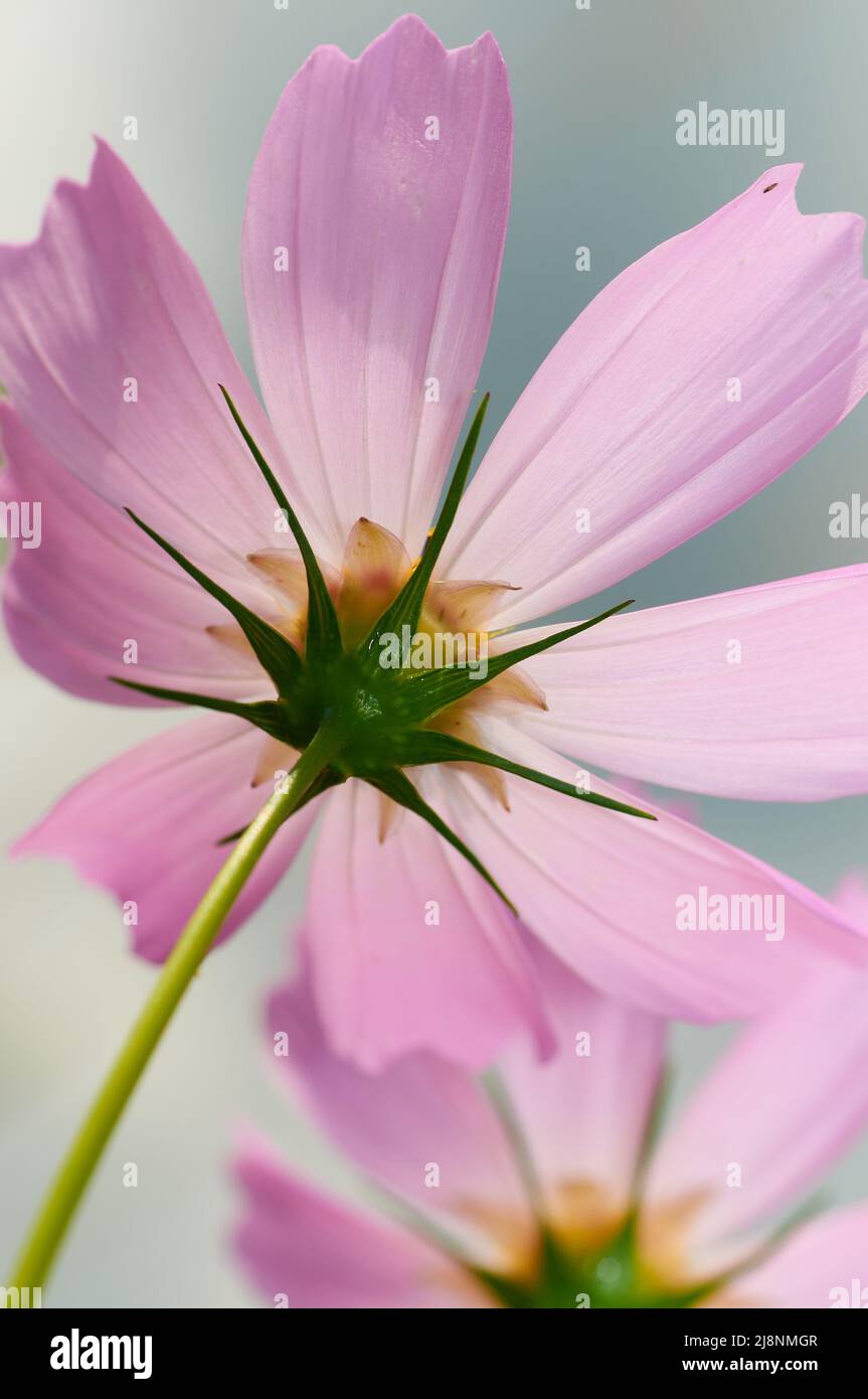 primo piano di fiori rosa di cosmo Foto Stock