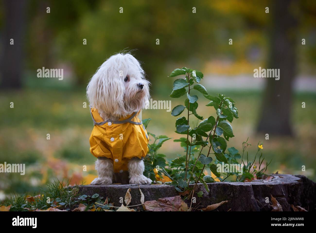 ritratto di carino cane maltese in abiti gialli Foto Stock