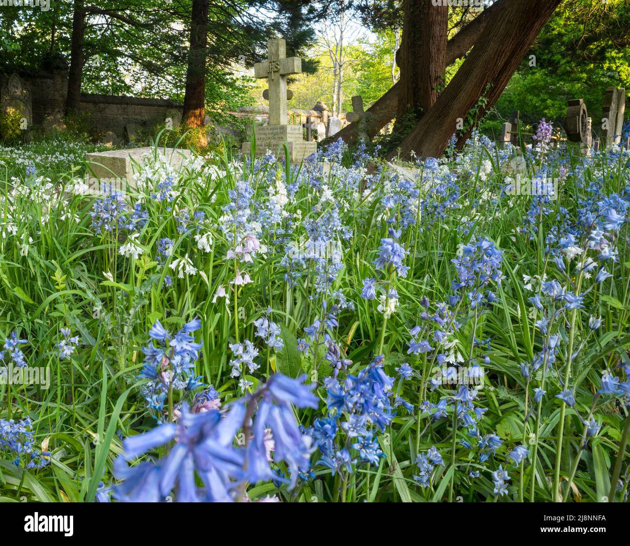 Bluebells ibrido (Hyacinthoides x massartiana) nel cimitero vecchio di Southampton sul comune di Southampton, Hampshire, Regno Unito Foto Stock