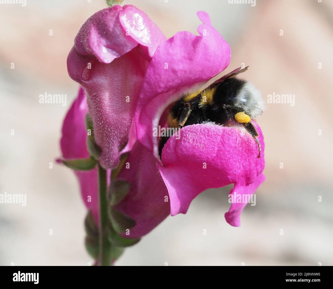 Macro shot di un Bumble Bee Bombus lucorum a coda bianca in un Antirrhinum Pink Snapdragon ottenere il polline. Foto Stock