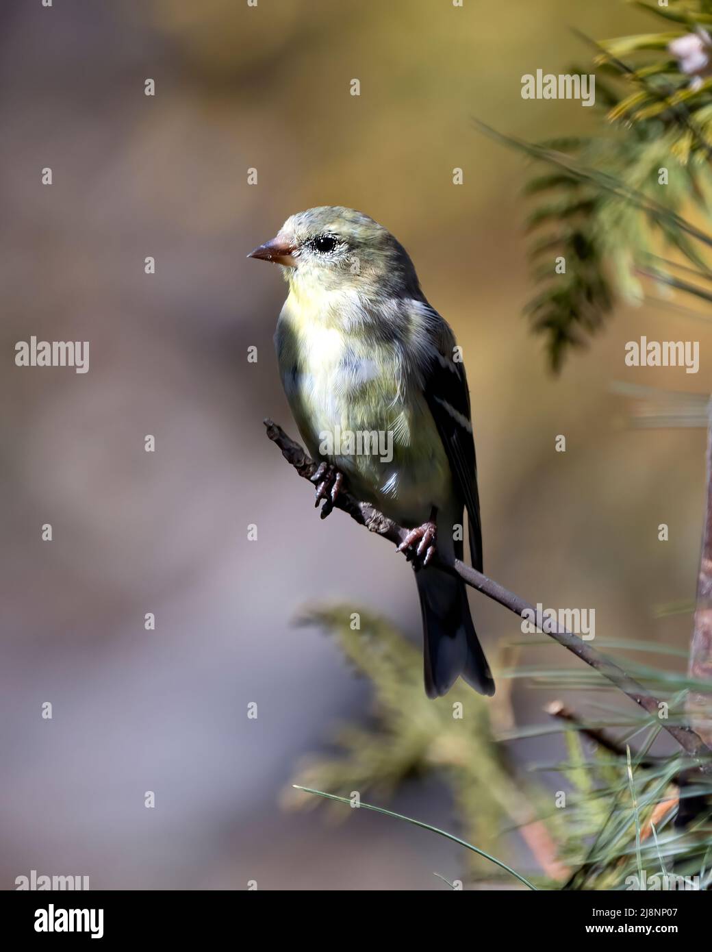 Vista ravvicinata del profilo Finch, appollaiato su un ramo con uno sfondo sfocato nell'ambiente e nell'habitat circostante. Goldfinch americano. Foto Stock