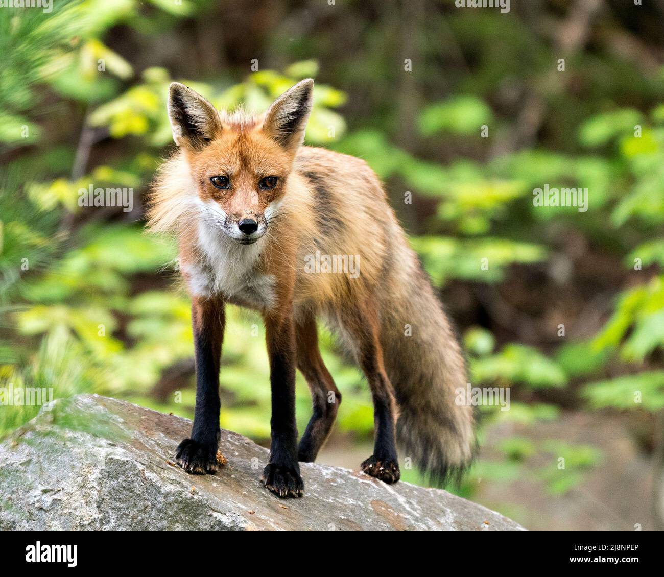 La volpe rossa si avvicina da vicino su una roccia grande e guarda la fotocamera con uno sfondo di foresta sfocata nel suo ambiente e habitat. Immagine Fox. Immagine. Foto Stock