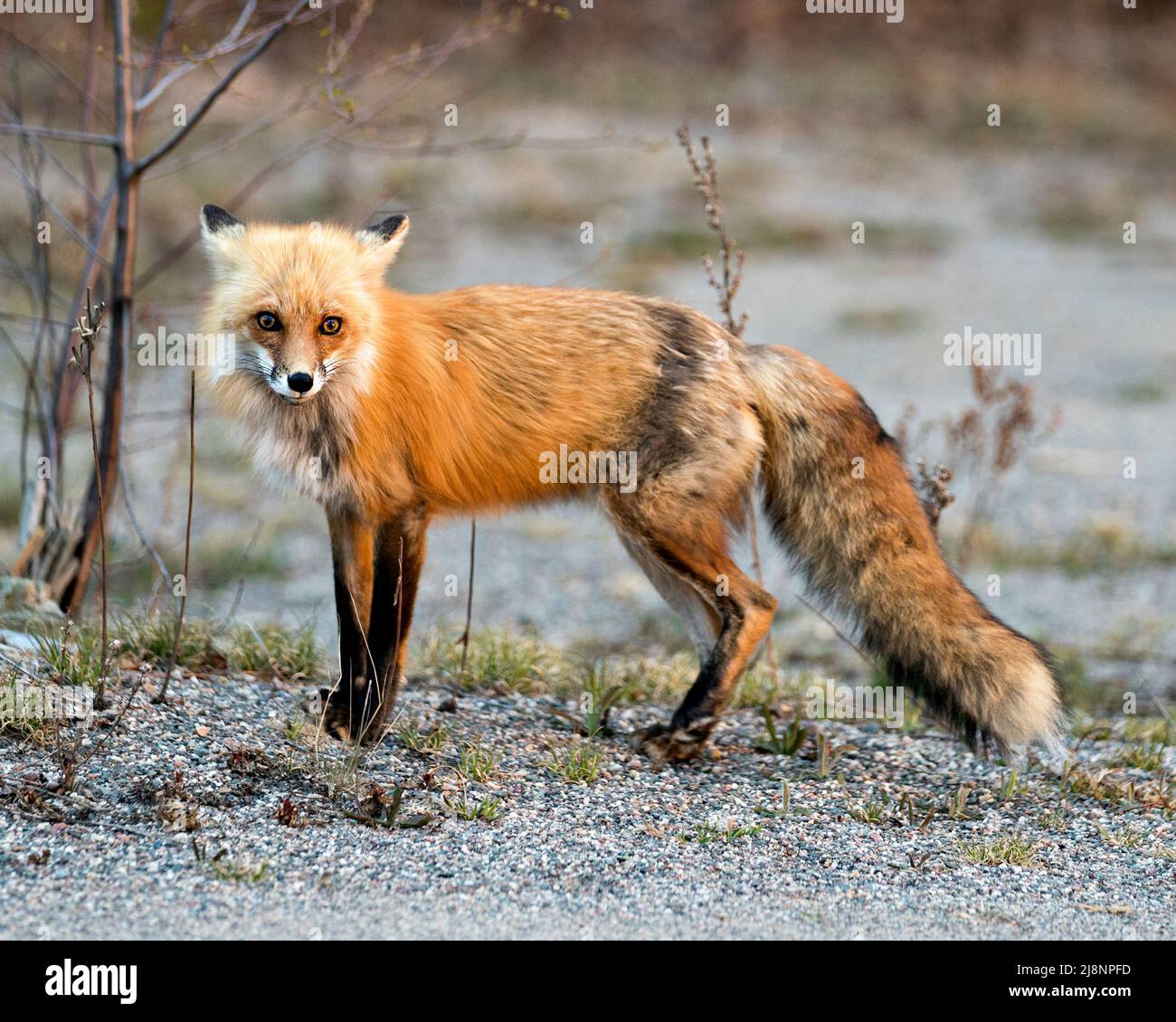 Vista laterale del profilo in primo piano della volpe rossa che guarda la fotocamera con uno sfondo sfocato nell'ambiente e nel suo habitat. Immagine Fox. Immagine. Verticale. Foto Foto Stock
