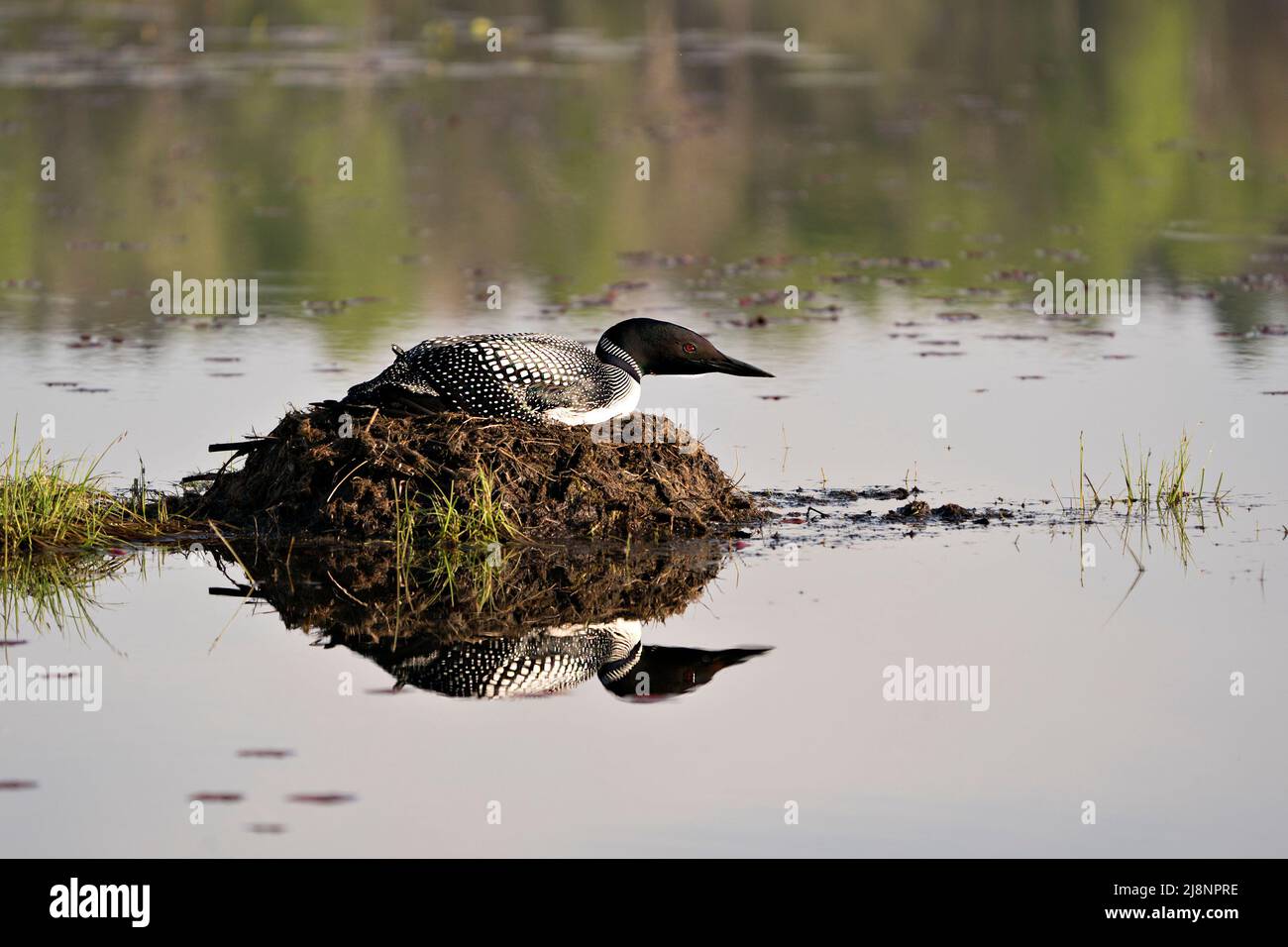Loon nidificato sul suo nido con erbe paludose, fango e acqua con un riflesso nel suo ambiente e habitat che mostra occhi rossi. Foto Stock