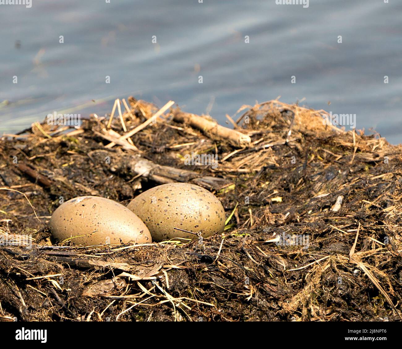 Loon uova e nido edificio con erbe di palude e fango sul lato del lago nel loro ambiente e habitat in un momento magico. Inizio della vita. Foto Stock