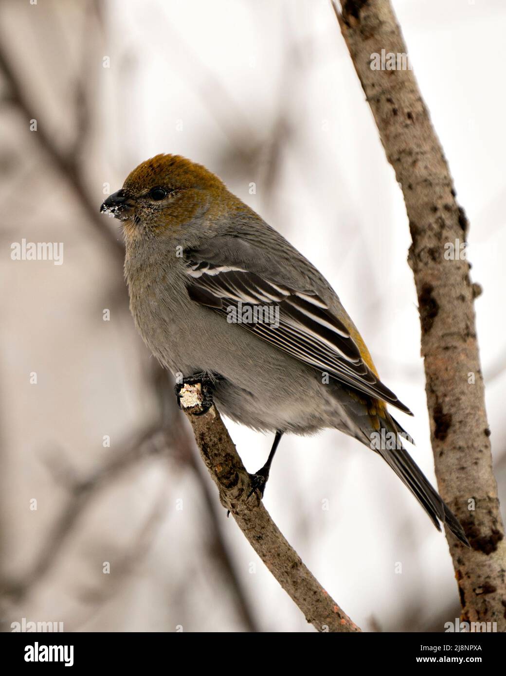 Vista ravvicinata del profilo di Pine Grossbeak, arroccata con uno sfondo sfocato nel suo ambiente e habitat. Immagine Grossbeak. Immagine. Verticale. Foto Stock