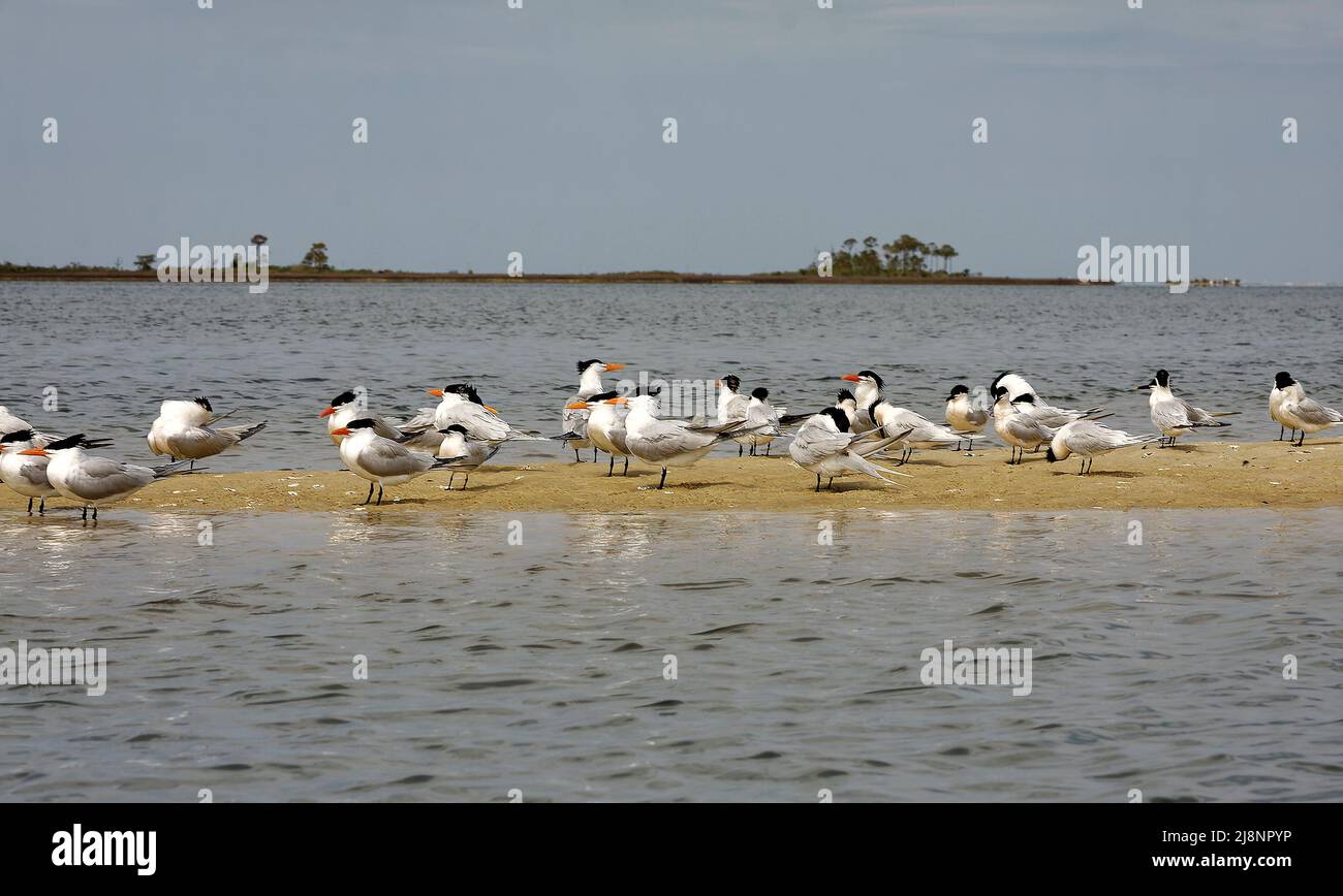 Terni reali; gregge, uccelli su un'infiltrazione di sabbia; acqua; fauna, animali, coste lontane, Scena marina, acquatica, Sterna maxima; orange, natura; Fioretto Foto Stock