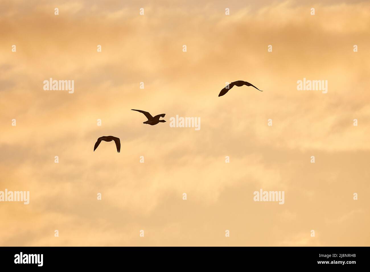 Oche glying in sunset Foto Stock