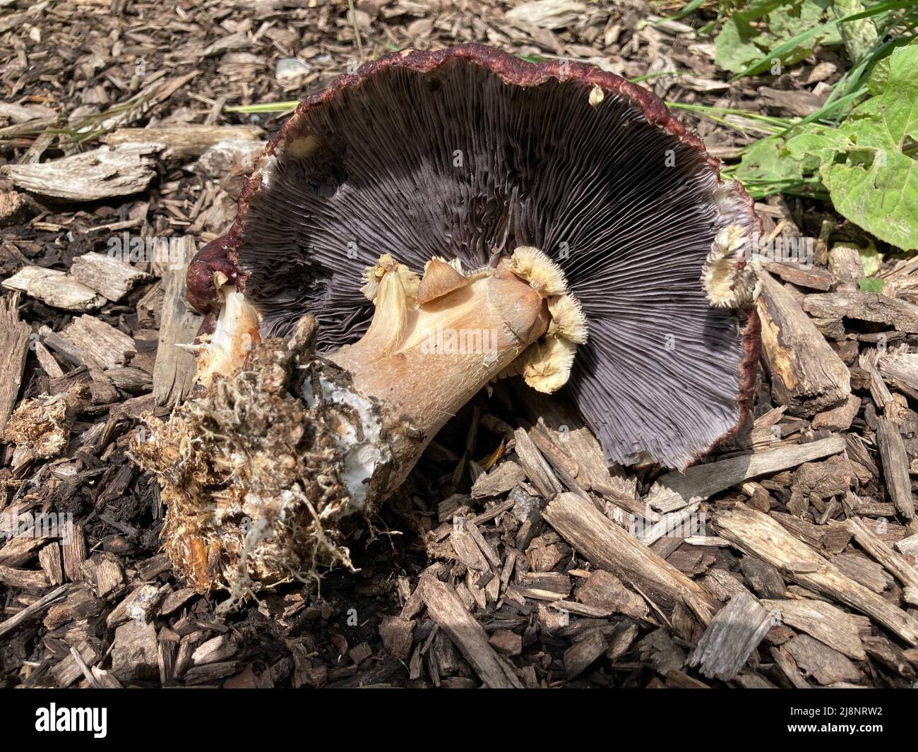 fungo di borgogna adagiato su trucioli di legno con il micelio e branchie visibili Foto Stock