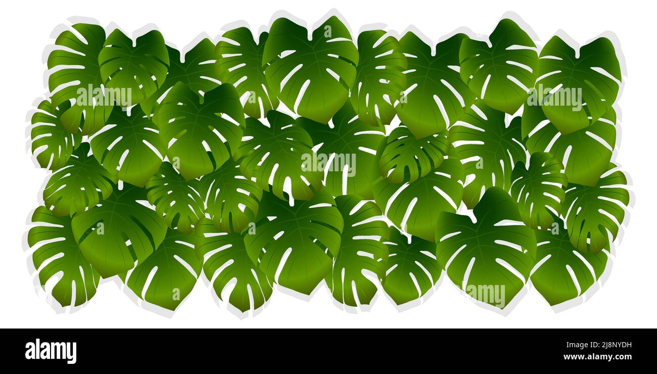 Foglie di palma tropicale su sfondo bianco. Sfondo vettoriale verde da giungla o foglie di monstera. Illustrazione realistica per banner, pubblicità Illustrazione Vettoriale