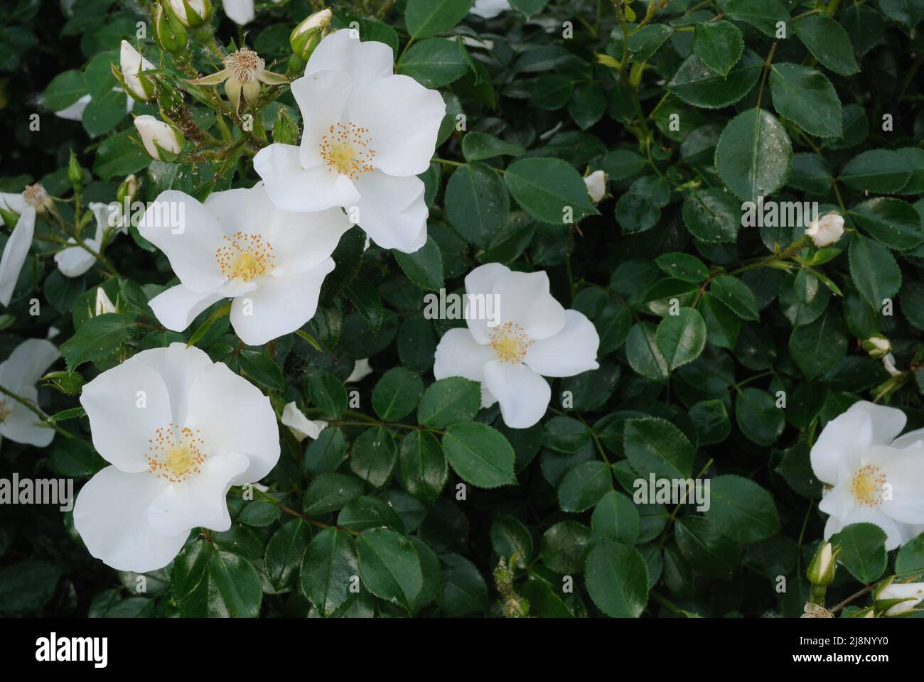 rosa bianca al roseto della villa reale di monza Foto Stock