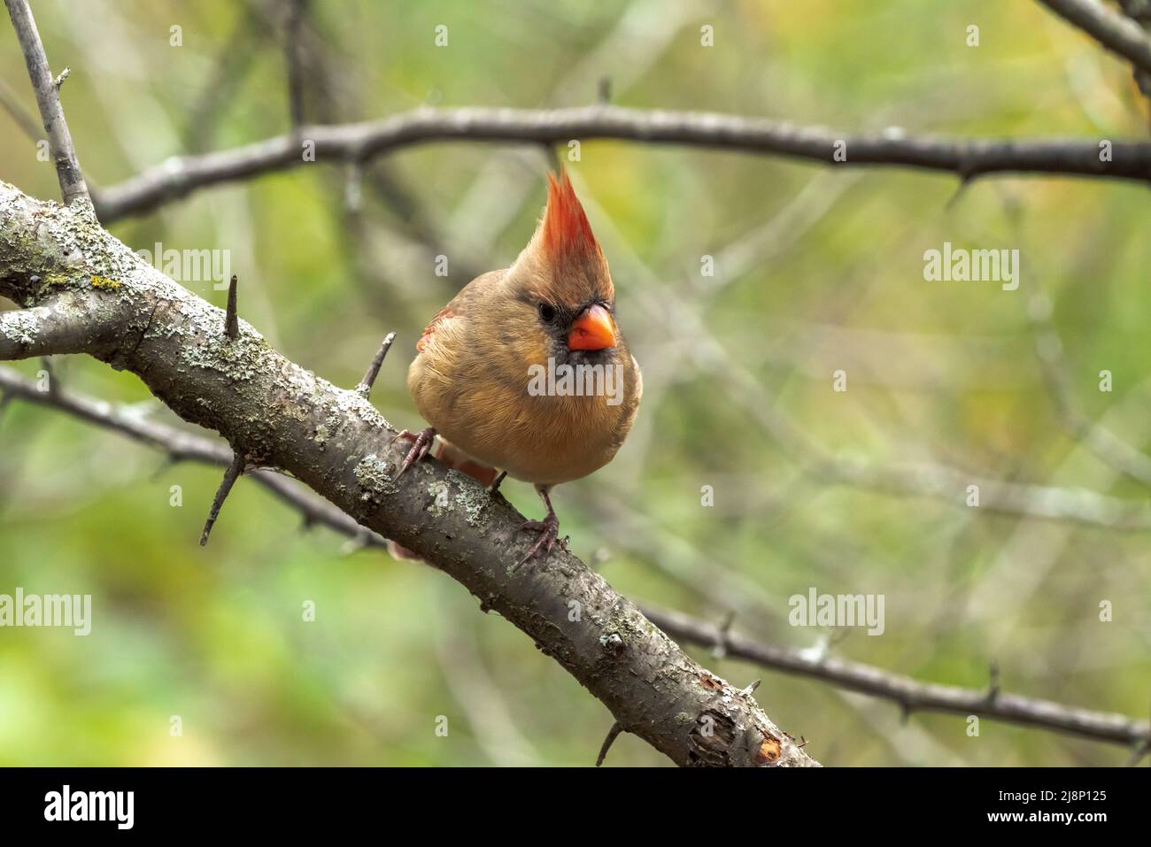 Una foto di un uccello da primo piano di una femmina adulta cardinale settentrionale arroccato su un ramo di albero nella foresta nel Midwest. Foto Stock