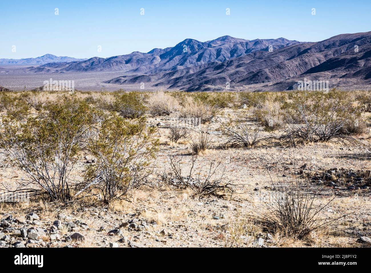 Creosoto appartamenti e montagne lungo Pinto Basin Road nel Joshua Tree National Park. Foto Stock