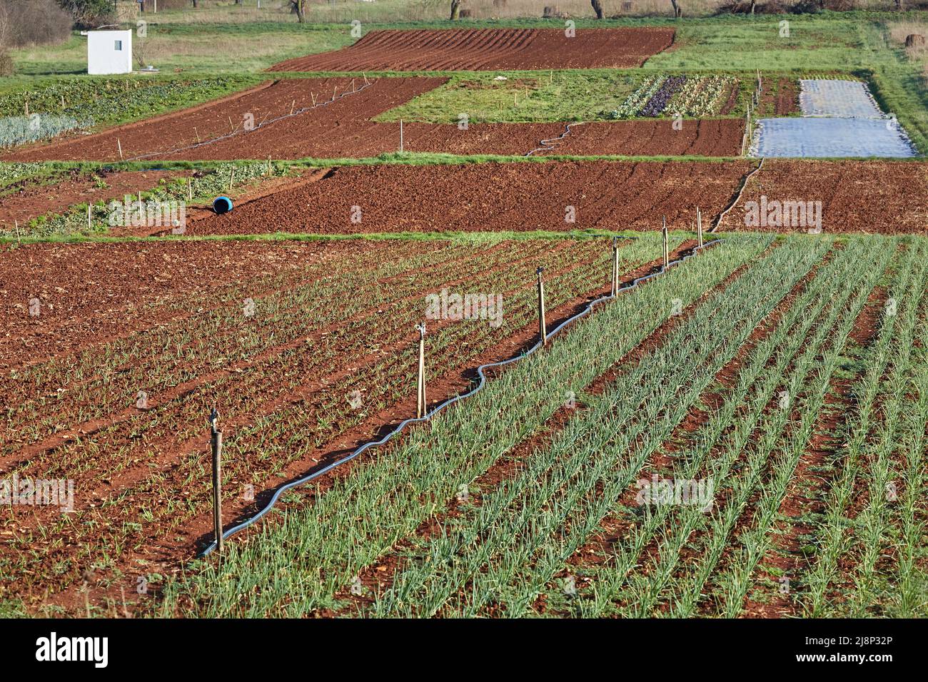 Agricola Campo di cavolo Foto Stock