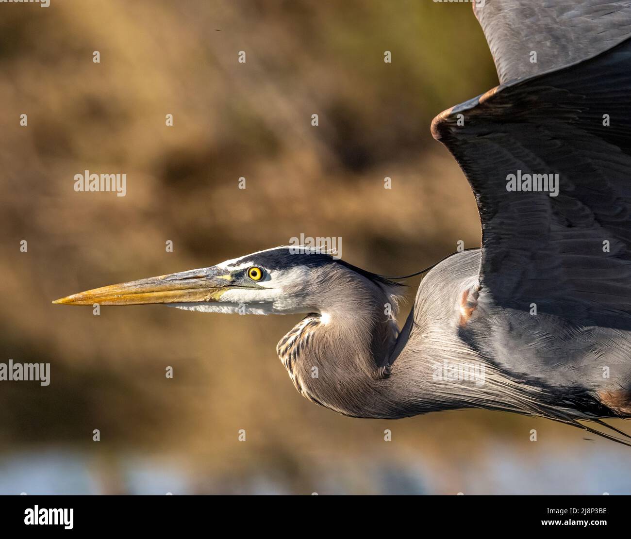 Primo piano di grande airone blu (Ardea herodias) in volo alla luce del sole del mattino Colorado, Stati Uniti Foto Stock