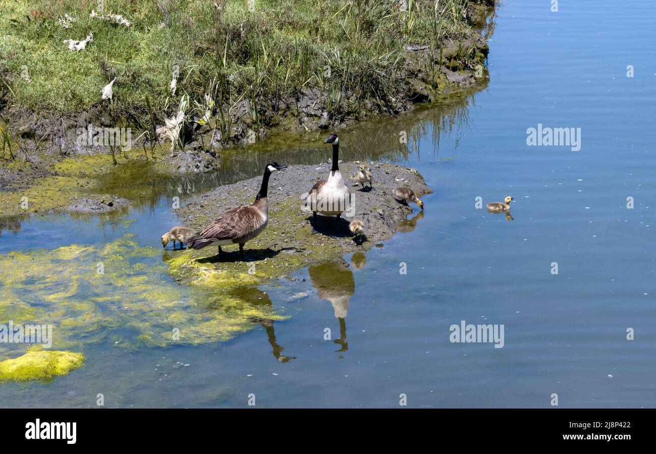 Canada Goose famiglia in una giornata di sole a Newport Beach California Upper back Bay ecologico Reserve Foto Stock