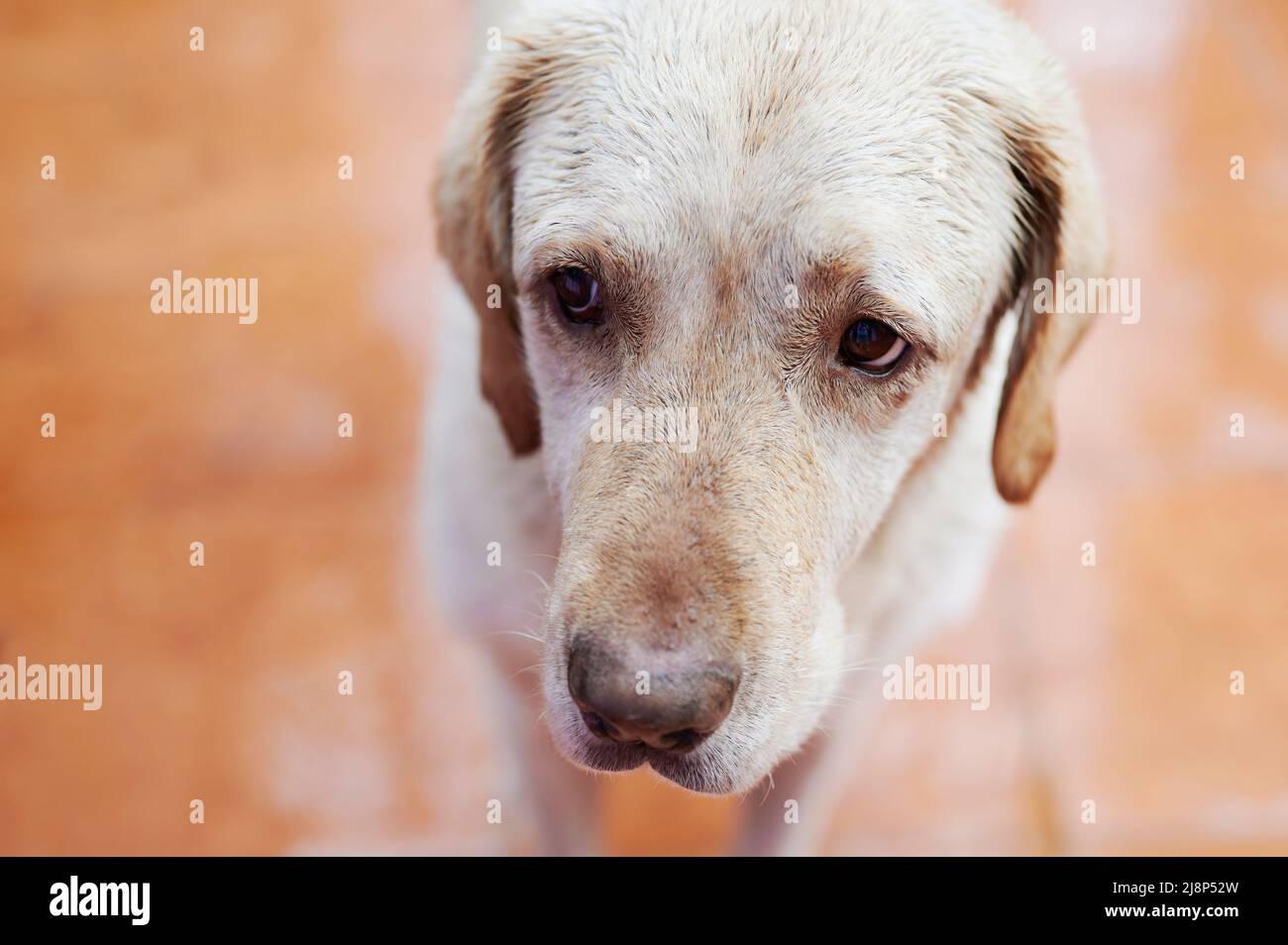 Cute triste labrador cane ritratto primo piano su sfondo sfocato Foto Stock