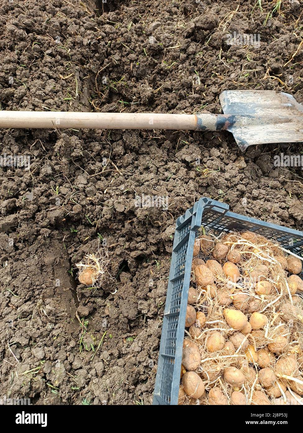Piantando patate nel giardino. Una scatola con patate germinate, una pala e un buco nel terreno con un tubero. Foto Stock