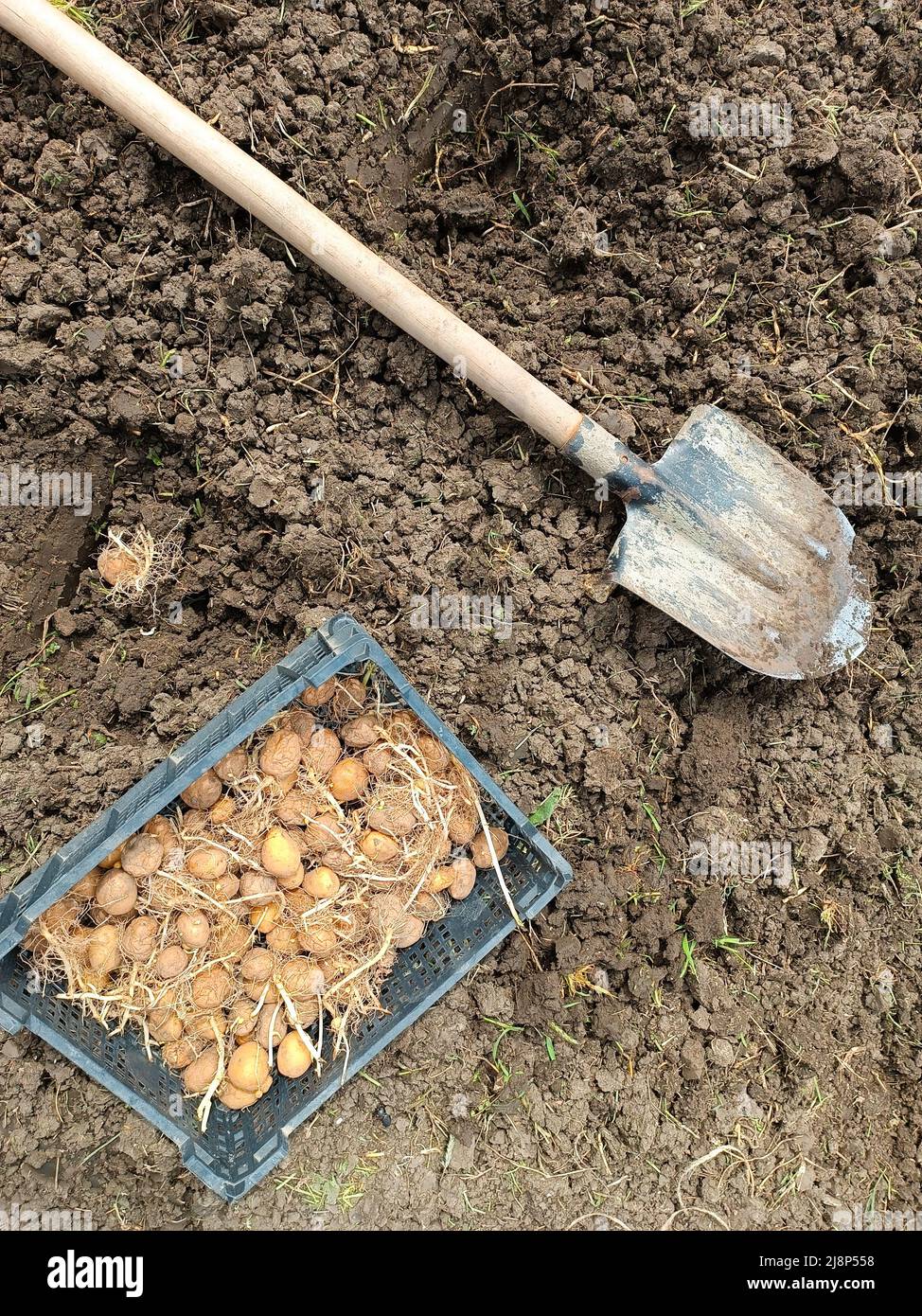 Piantando patate nel giardino. Una scatola con patate germinate, una pala e un buco nel terreno con un tubero. Foto Stock