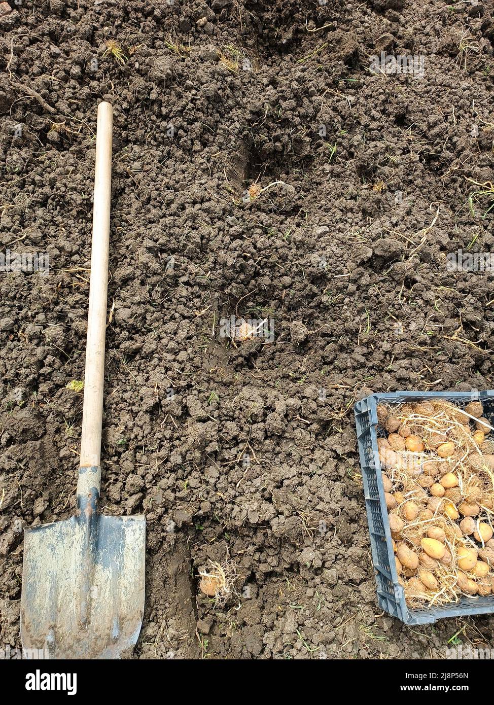 Piantando patate nel giardino. Una scatola con patate germogliate, una pala nel campo e buchi nel terreno con un tubero. Foto Stock