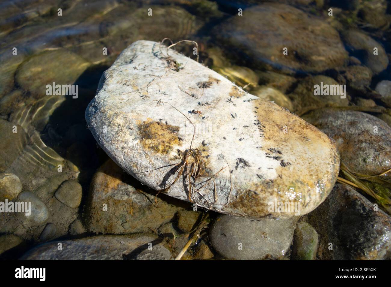 River Rock con Larva Shell e piccole mosche - Habitat Foto Stock