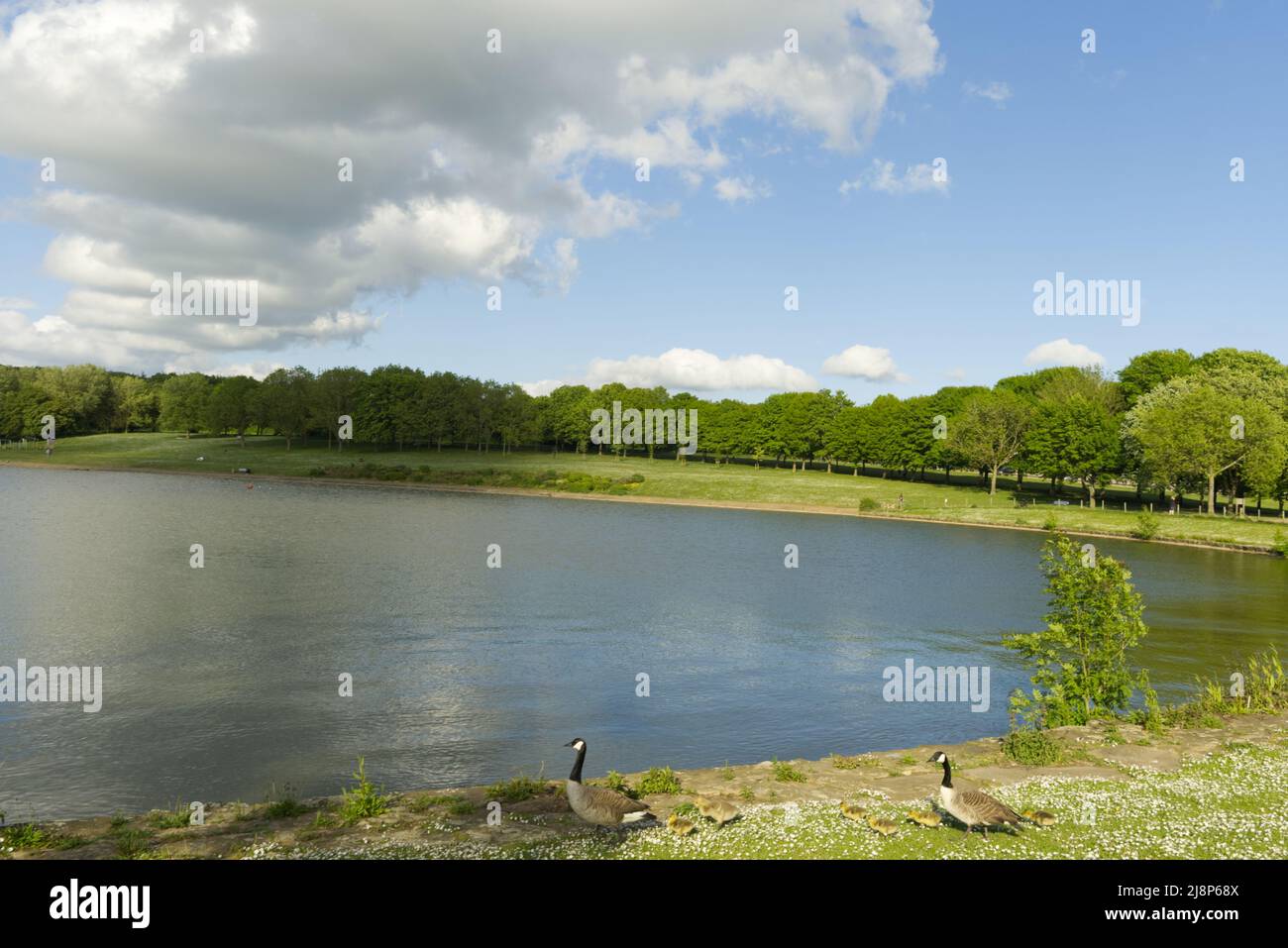 Vista sul lago in Stevenage Hertfordshire Foto Stock