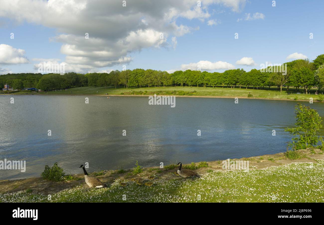 Vista sul lago in Stevenage Hertfordshire Foto Stock