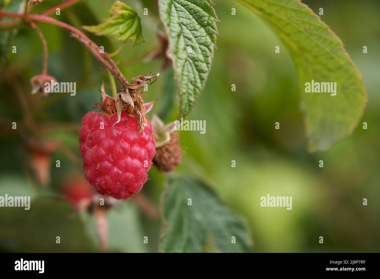 Un unico lampone rosso maturo (Rubus) in un giardino estivo, con fondo verde morbido. Foto Stock