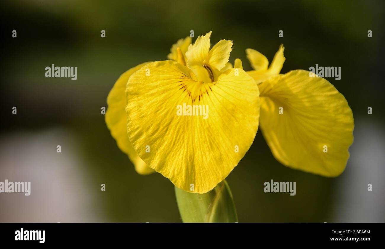 È originaria dell'Europa, dell'Asia occidentale e dell'Africa nordoccidentale. Foto di alta qualità Foto Stock