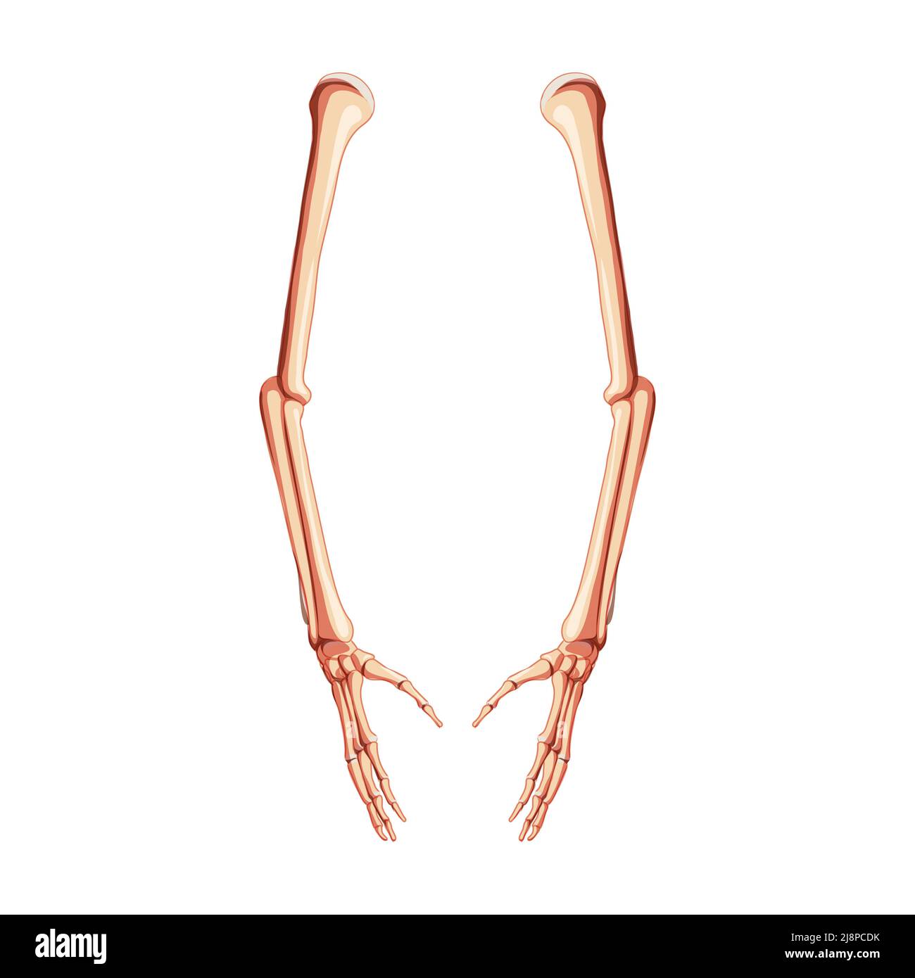 Vista laterale umana dello scheletro delle braccia. Set di 3D mani, avambracci, omero, ulna, raggio, Phalanges anatomicamente correggere realistico piatto naturale concetto di colore illustrazione vettoriale di anatomia isolata su bianco Illustrazione Vettoriale