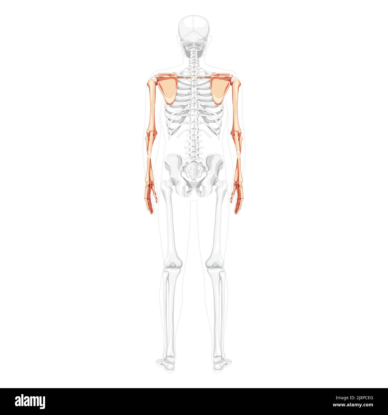 Scheletro arto superiore braccia con cintura spalla visione posteriore umana con posizione delle ossa parzialmente trasparente. Mani realistiche colore naturale piatto immagine vettoriale di anatomia isolata su sfondo bianco Illustrazione Vettoriale